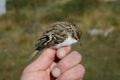 Eurasian Treecreeper, Sundre 20090911